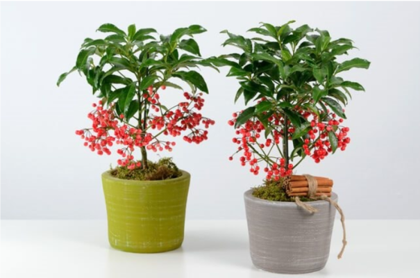 Hình 1: Cây Kim Ngân