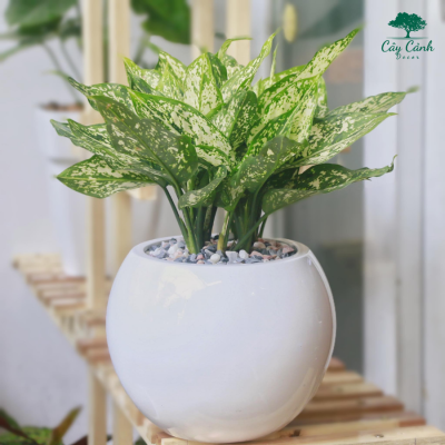 Cây Ngọc Ngân- Cây cảnh trong nhà theo phong thủy