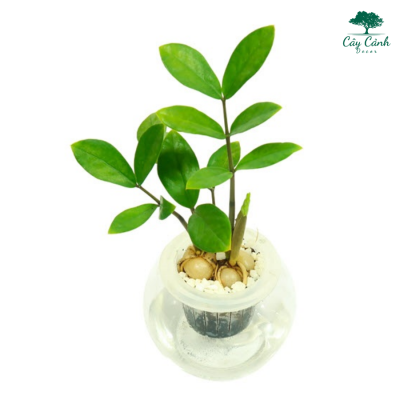 Cây Kim Tiền Mini-cây cảnh mini đẹp nhất