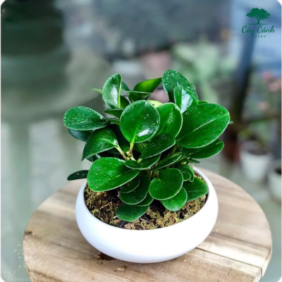 Cây Trường Sinh Mini