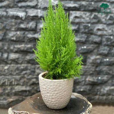 Cách chăm cây tùng cảnh 