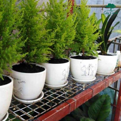 Cách chăm cây tùng cảnh trong nhà