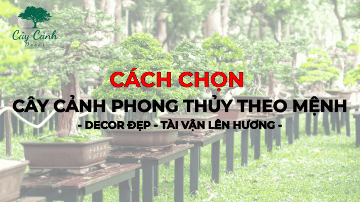Cách chọn cây phong thủy theo mệnh Decor đẹp, tài vận lên hương