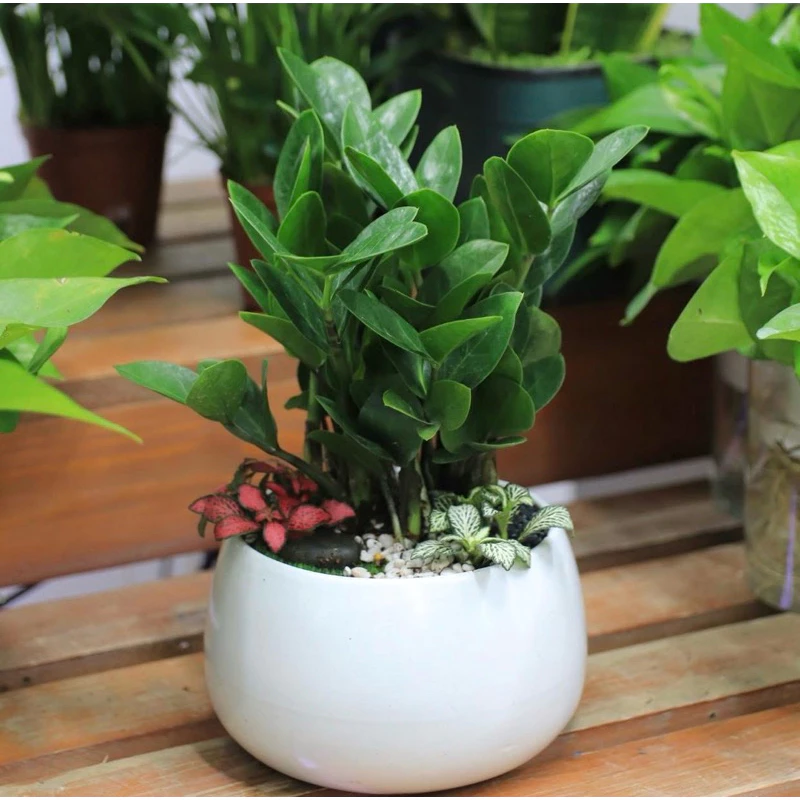 Cây kim tiền hợp mệnh gì trong năm 2025