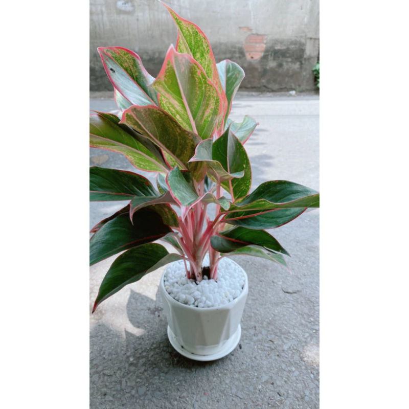 Cây Phú Quý Là Cây Gì?