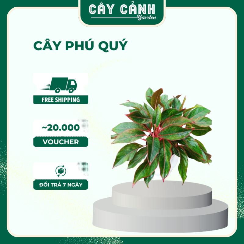 cây phú quý