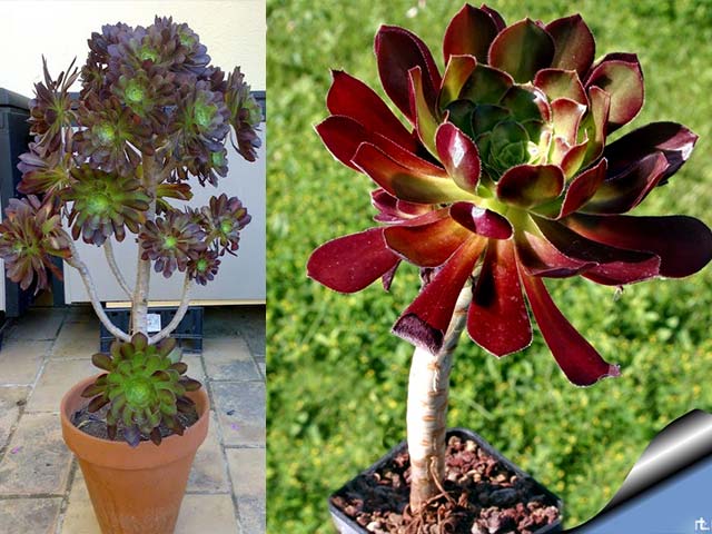 Sen đá aeonium tím