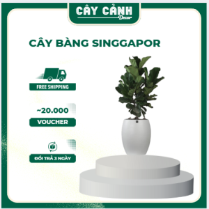 Cây bàng singgapor