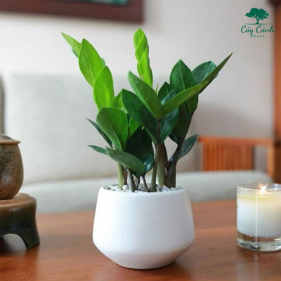 Cây kim tiền hợp mệnh gì