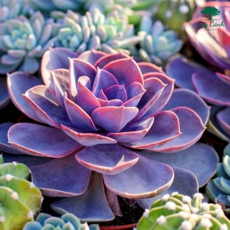 Cây cảnh mini đẹp nhất