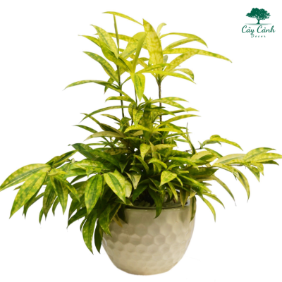 cây cảnh trong nhà theo phong thủy