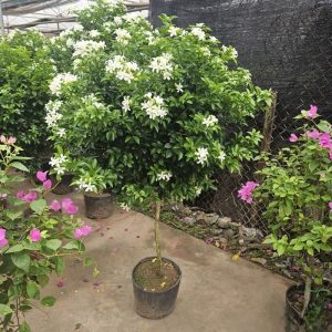 Cây Hoa Nguyệt Quế