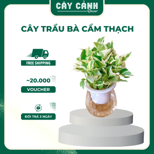 Cây trầu bà cẩm thạch