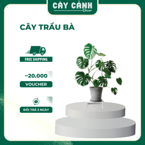 Cây Trầu Bà