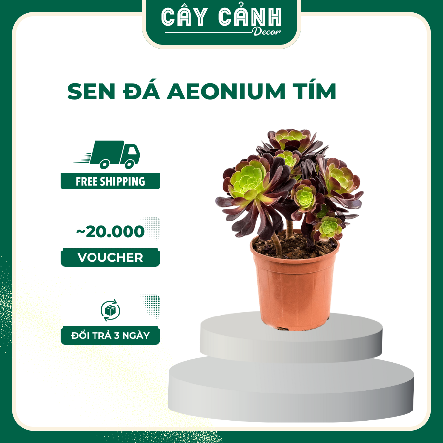 Sen đá aeonium tím