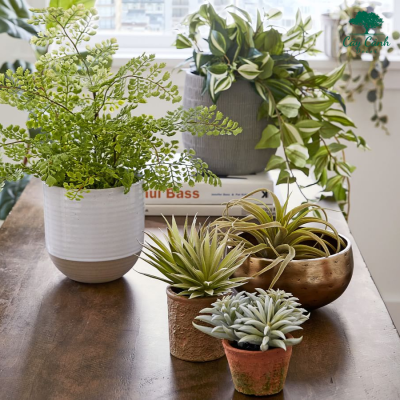 Gợi ý các loại cây cảnh phổ biến giúp trang trí nhà cửa đẹp và xanh
